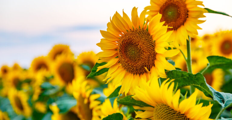 Sunflowers (featured image)