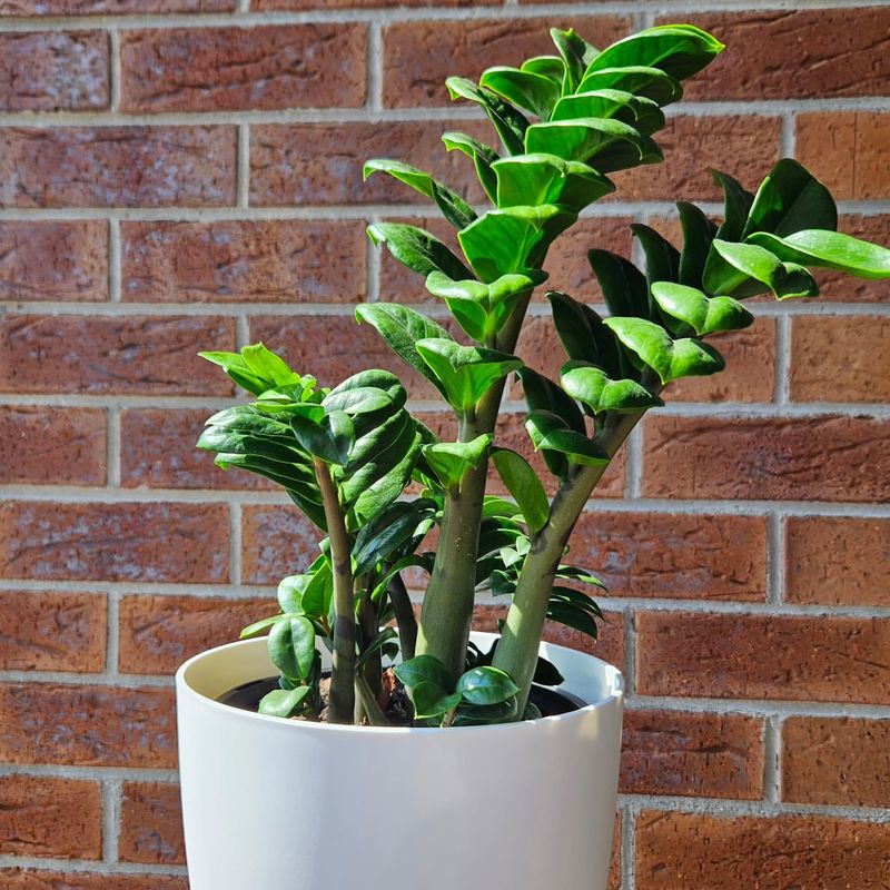 What Makes The ZZ Plant Special?
