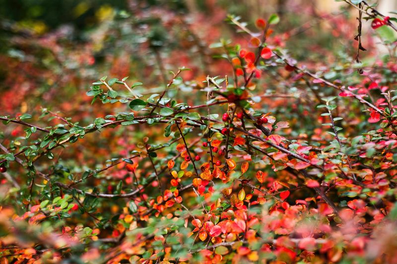 What Maryland Law Says About Invasive Plants