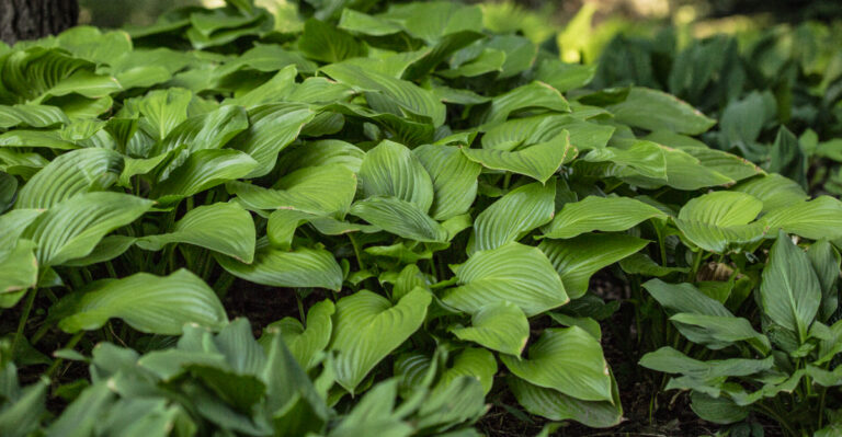 hostas
