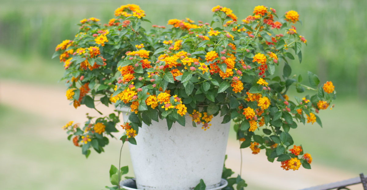 potted lantana
