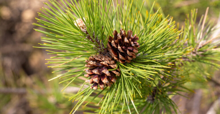 What New York Gardeners Know About Pine Cones That Most People Don’t