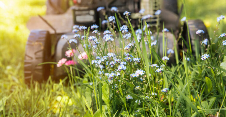 What No-Mow May Really Does To Oregon Lawns After 30 Days