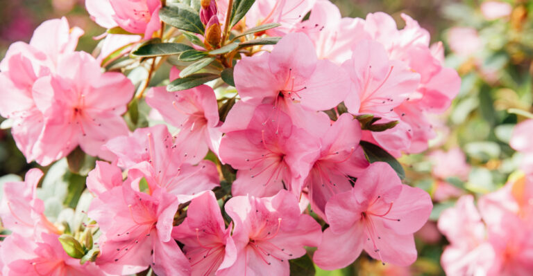 azaleas
