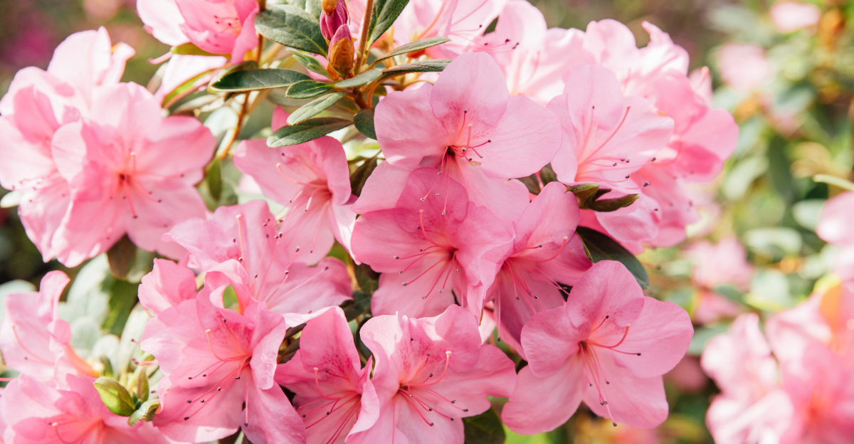 azaleas