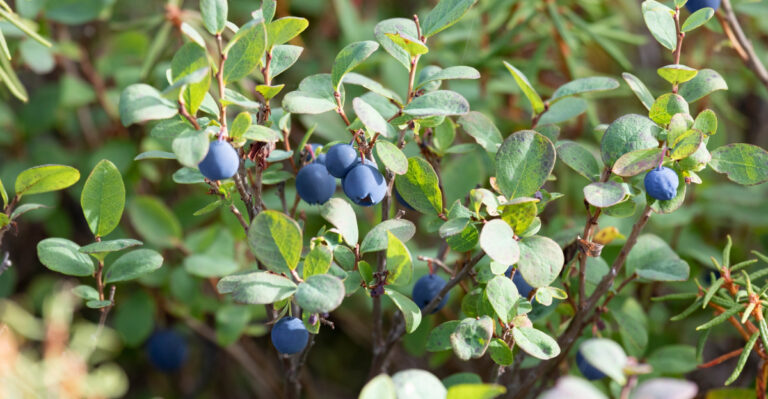 blueberry bush