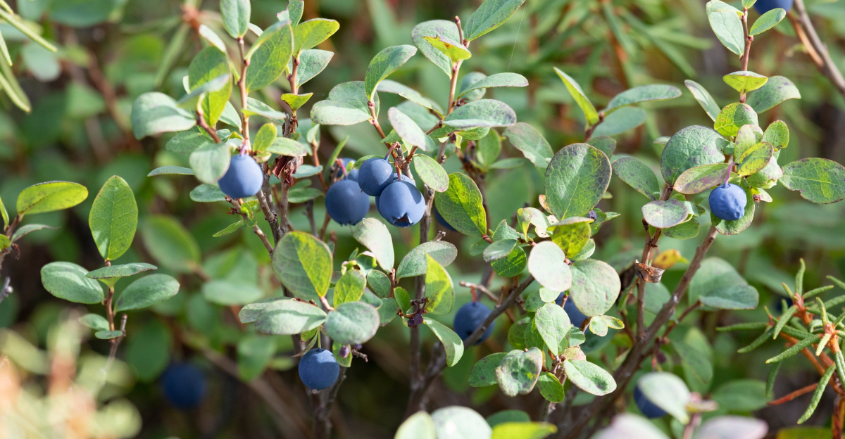 blueberry bush