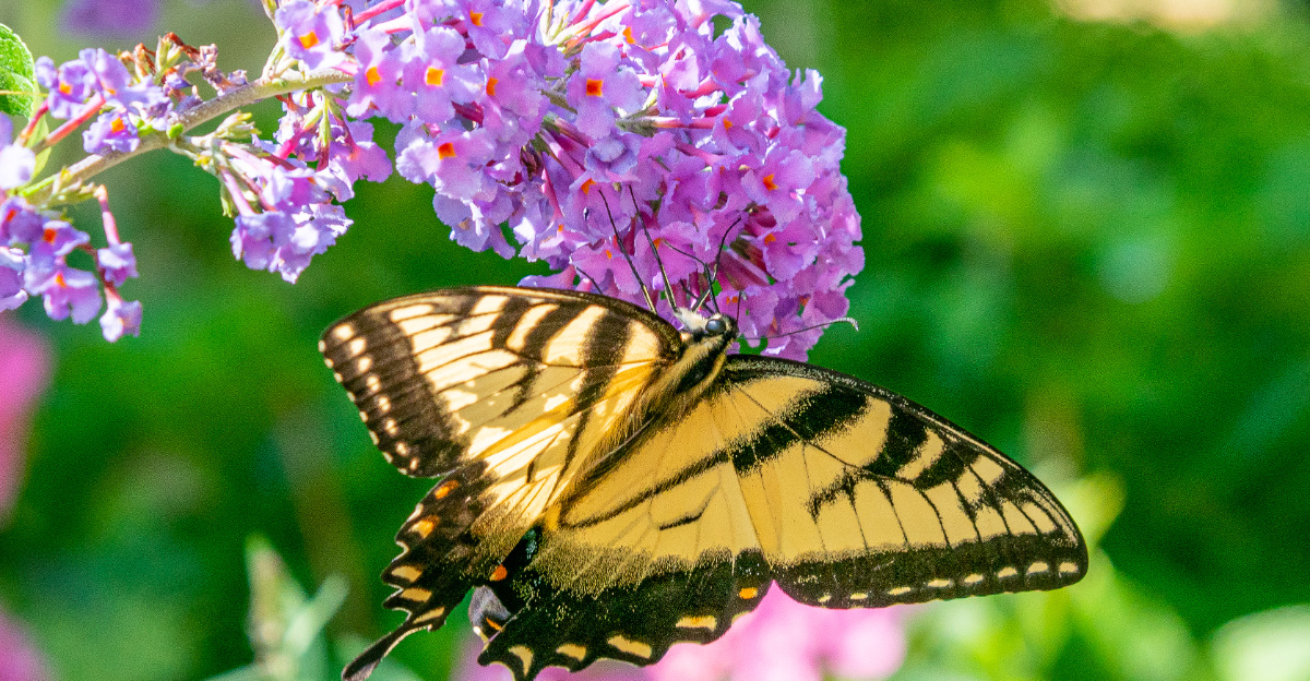 butterfly on butterfly bush