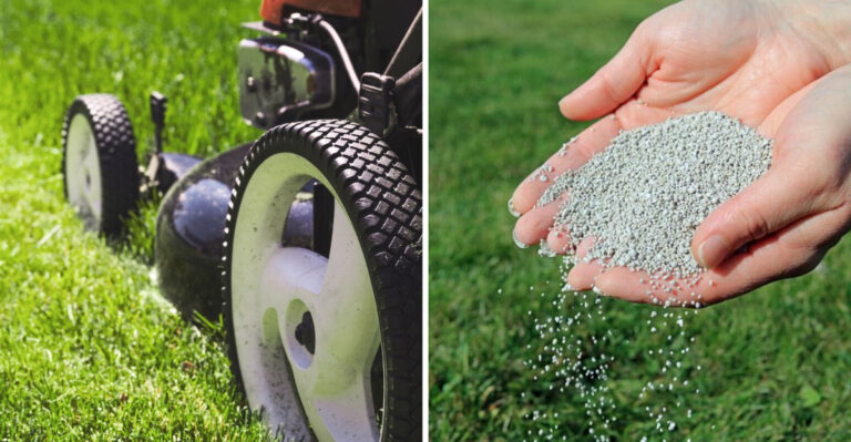 What North Carolina Fescue Lawns Need In May Before Problems Get Twice As Hard To Fix