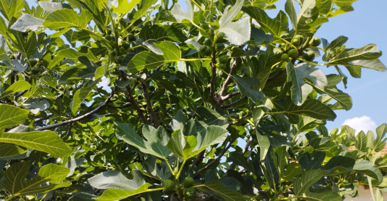 fig tree