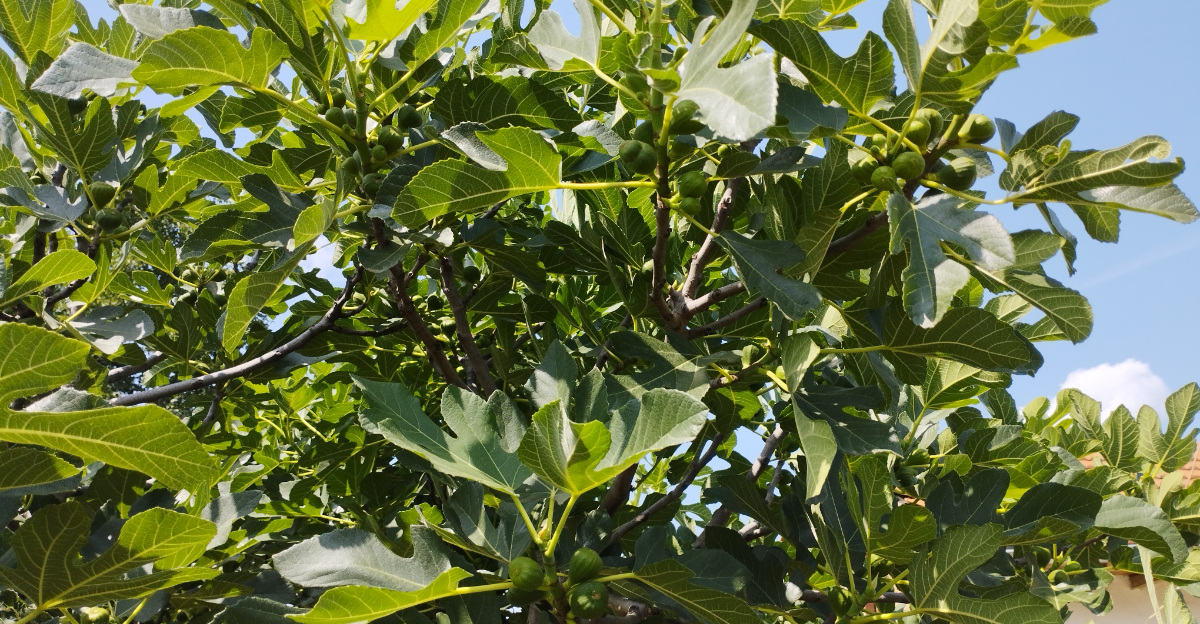 fig tree