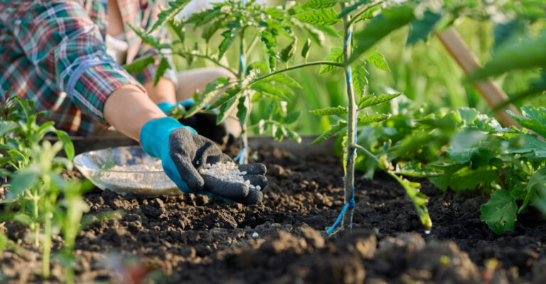 What North Carolina Gardeners Get Wrong About Feeding Tomatoes In May