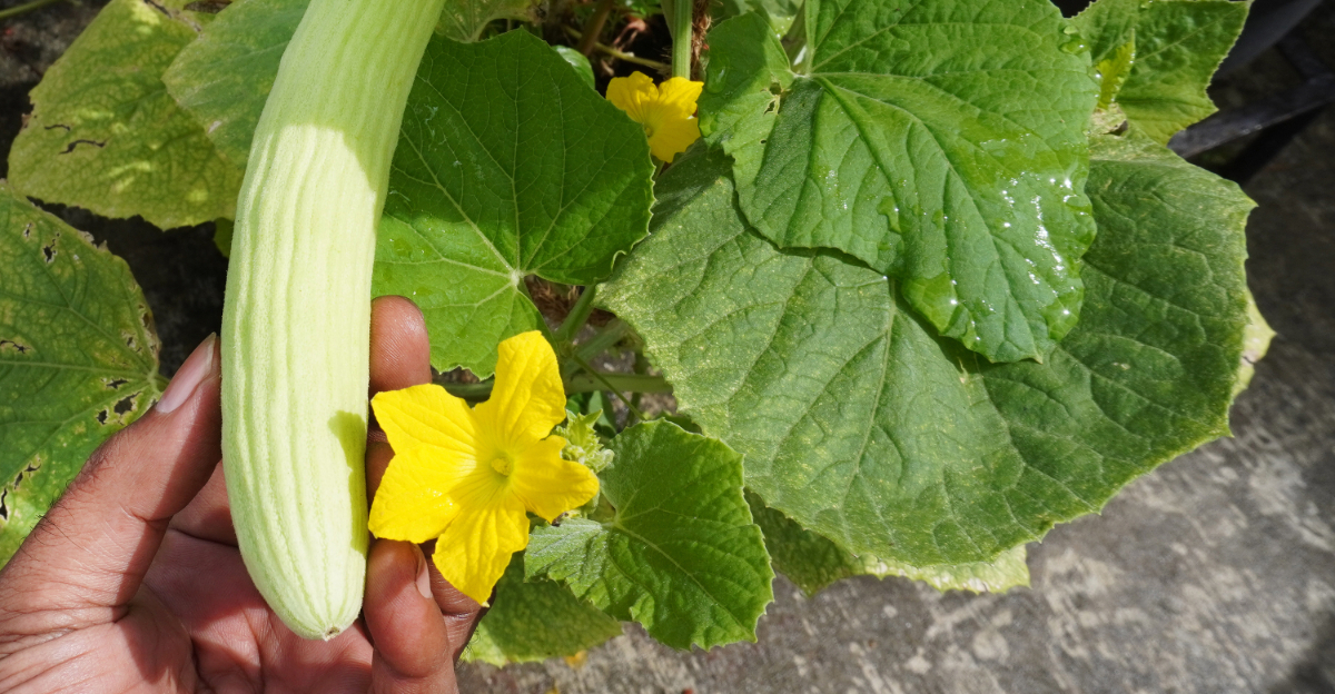 armenian cucumber