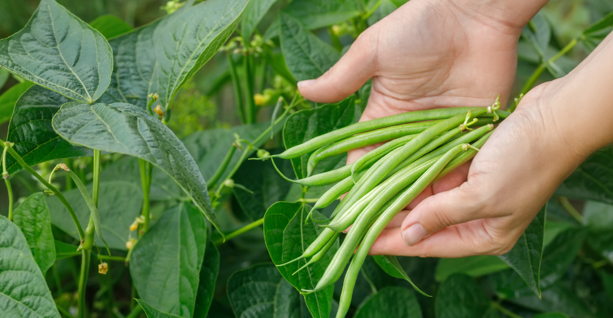 green beans