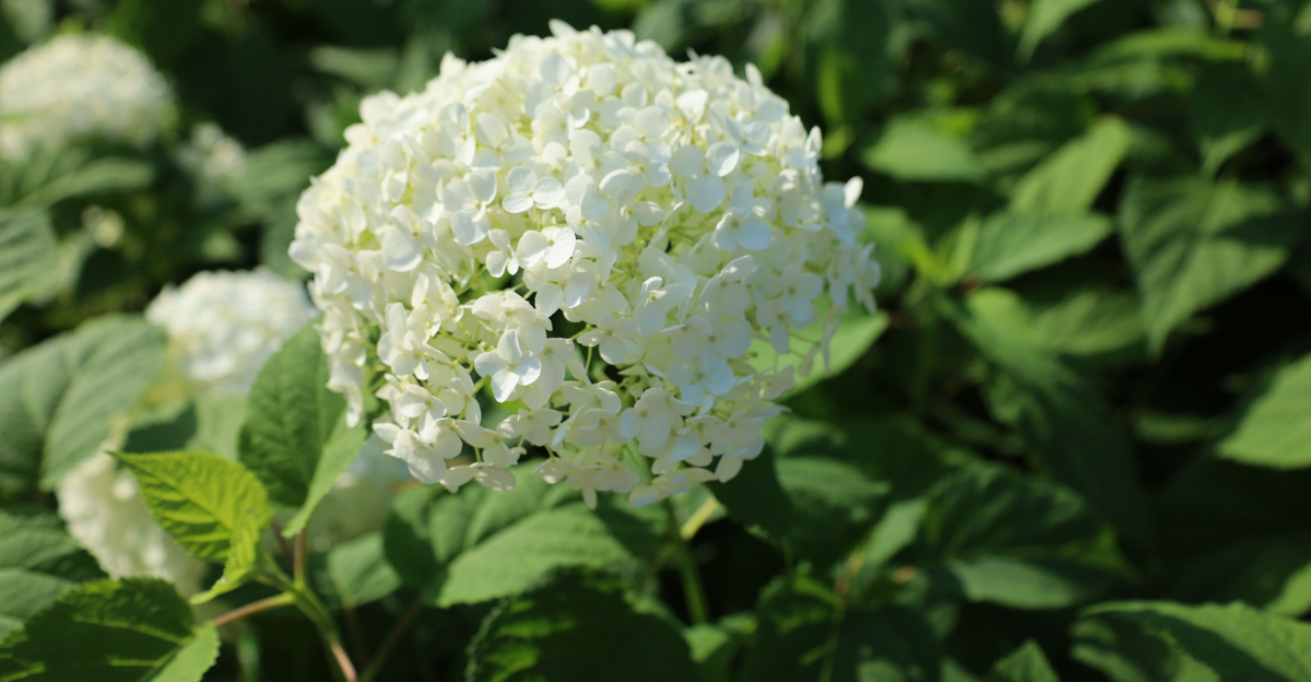 smooth hydrangea