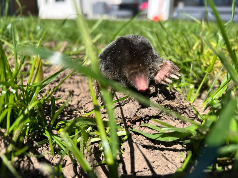 What Not To Do With Mole Tunnels