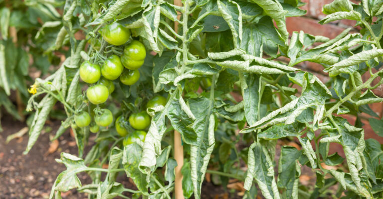 What Ohio Gardeners Should Do When Tomato Leaves Start Curling