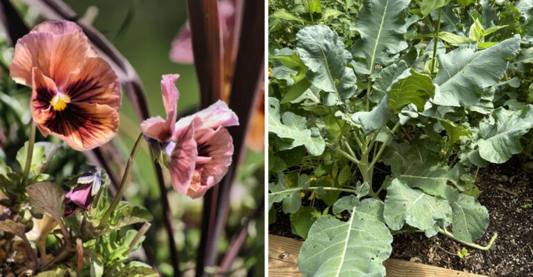 What Ohio Gardeners Should Not Plant In May If They Want To Avoid Costly Mistakes
