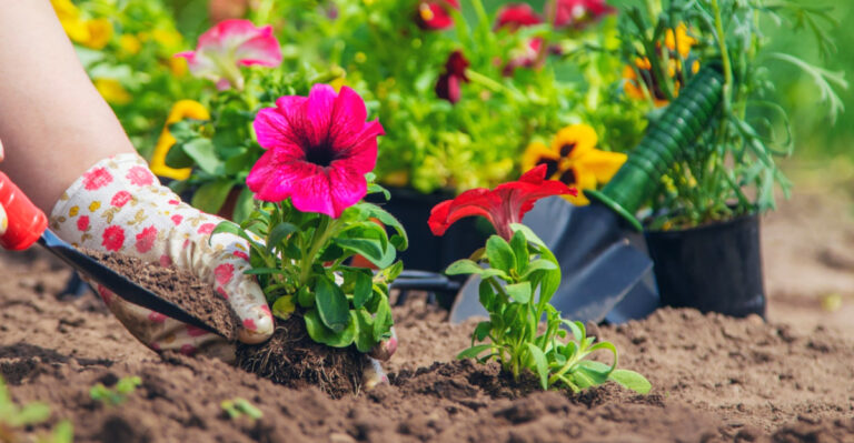 What Ohio Gardeners Should Plant In May For A Yard That Looks Full By June