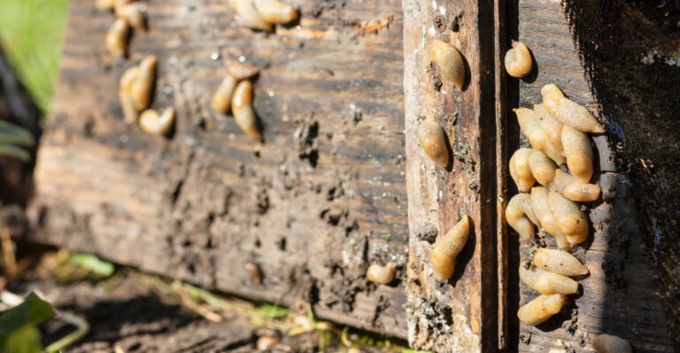 What Oregon Gardeners Need To Know About Slugs Before Summer Arrives