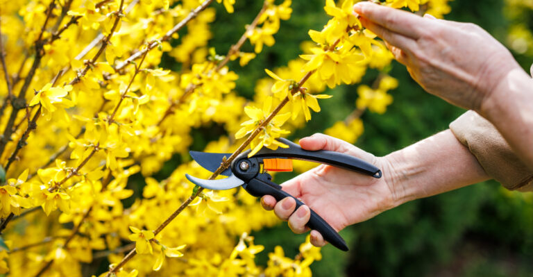 What Oregon Gardeners Should Be Pruning Right Now In May
