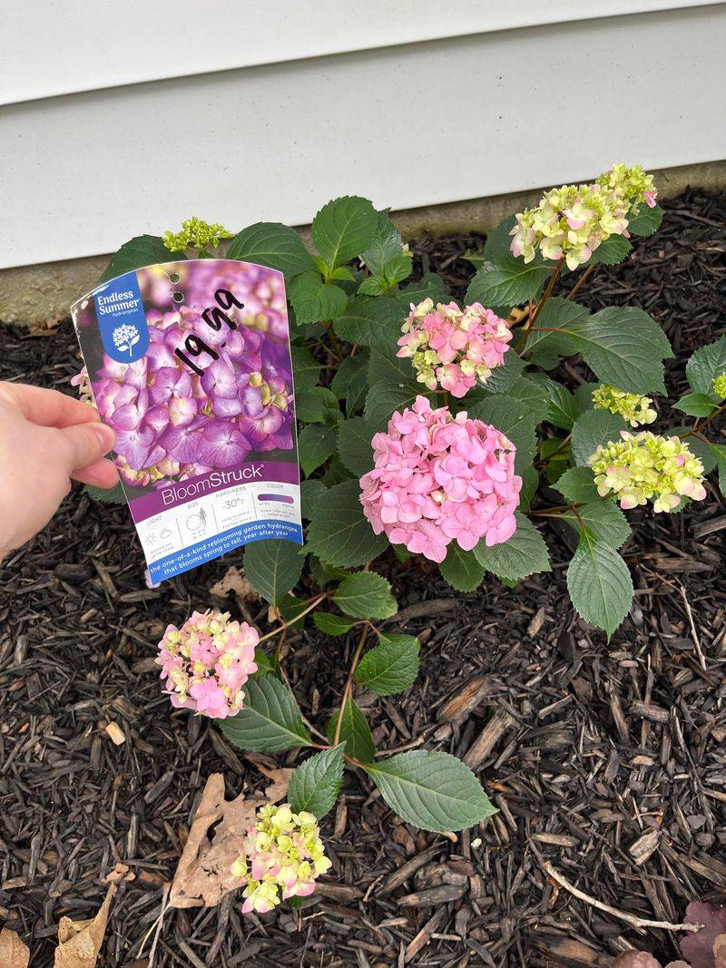 Feed Hydrangeas Lightly In May