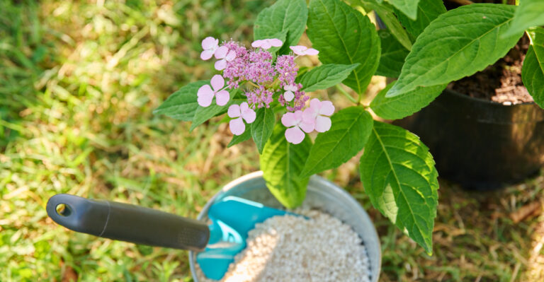 What Oregon Gardeners Should Feed Hydrangeas In May For Bigger Summer Blooms
