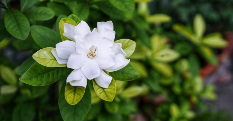 What Oregon Gardenias Actually Need In June To Keep Blooming All Summer