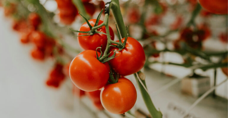 What Pennsylvania Gardeners Should Know Before Planting Tomatoes In Pots