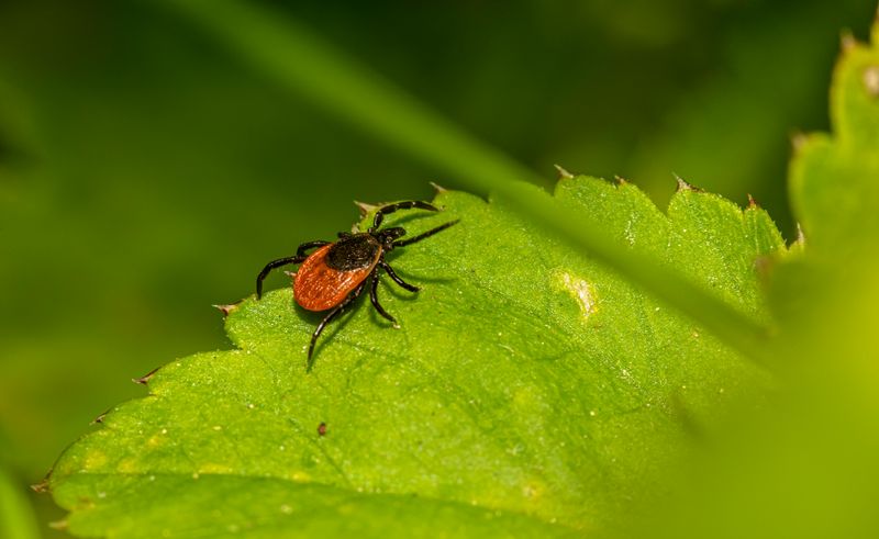 What Pest Control Experts Recommend