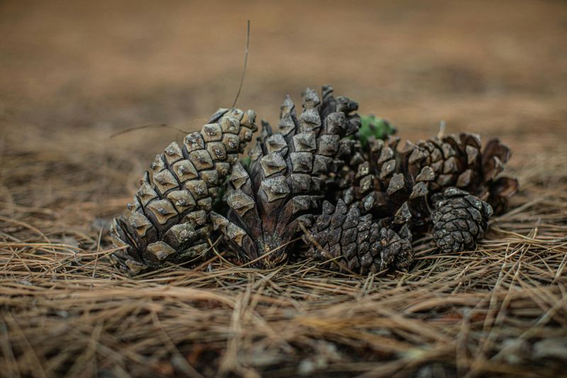 What Pine Cones Actually Do Once They Are In The Ground