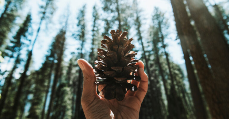 What Tennessee Gardeners Do With Pine Cones Instead Of Throwing Them Away