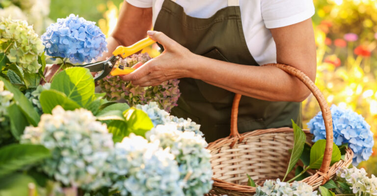What Texans Should Do With Hydrangeas In May For Bigger Summer Blooms