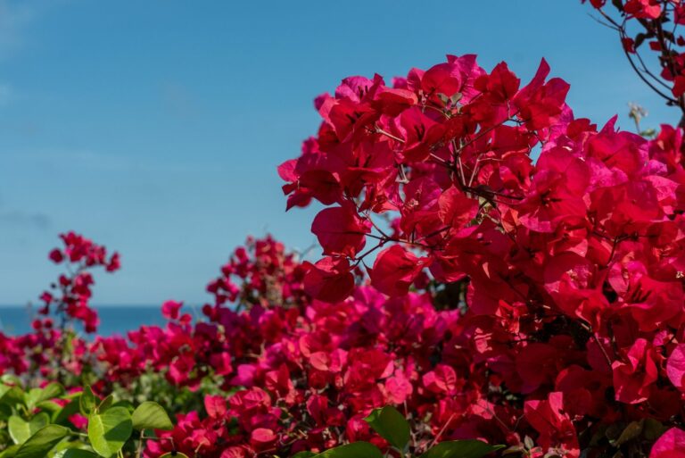 bougainvillea