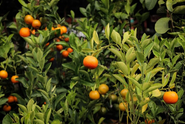 citrus tree