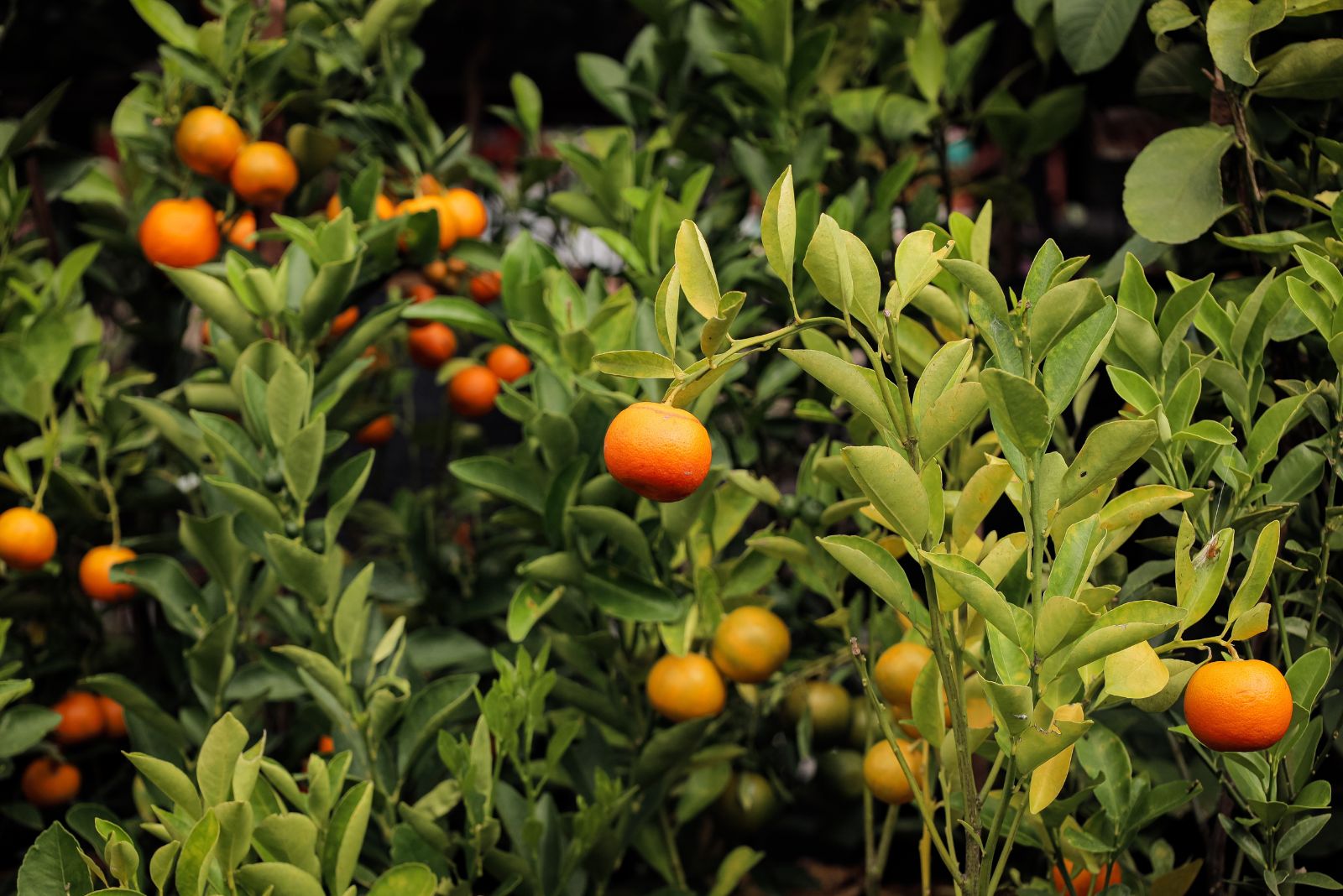 citrus tree