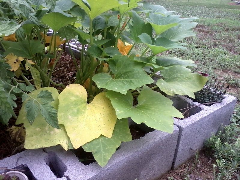 What Texas Gardeners Can Do Before It Gets Worse