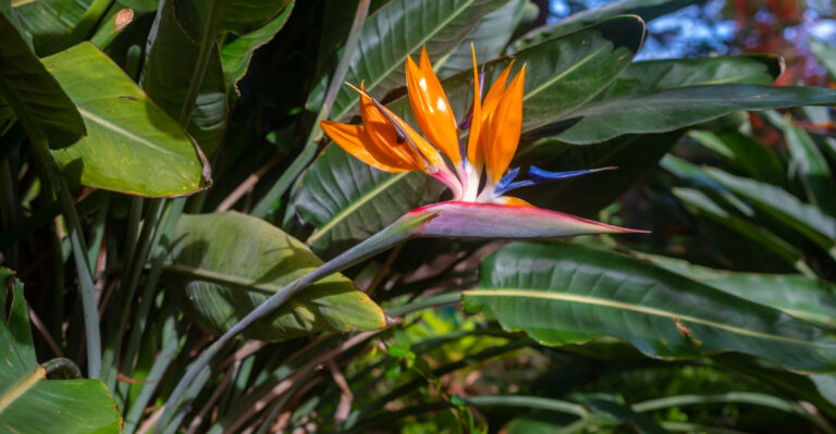 What Texas Gardeners Can Do With Bird Of Paradise In May For Bigger Leaves And Blooms