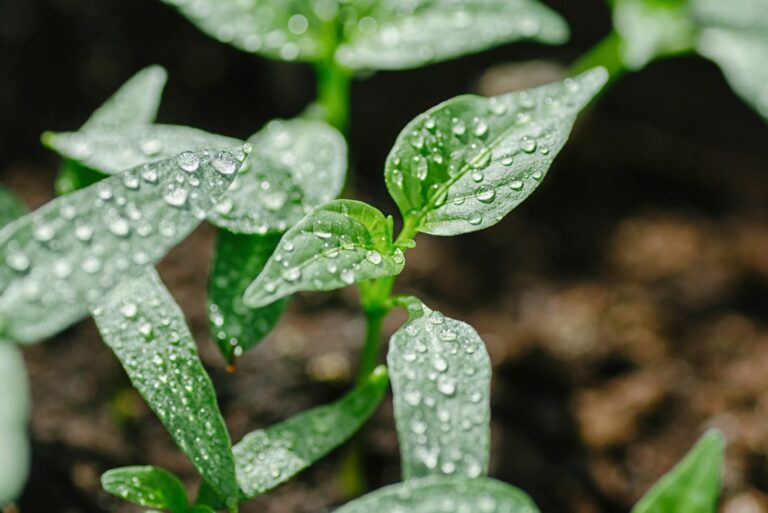 planted hot peppers