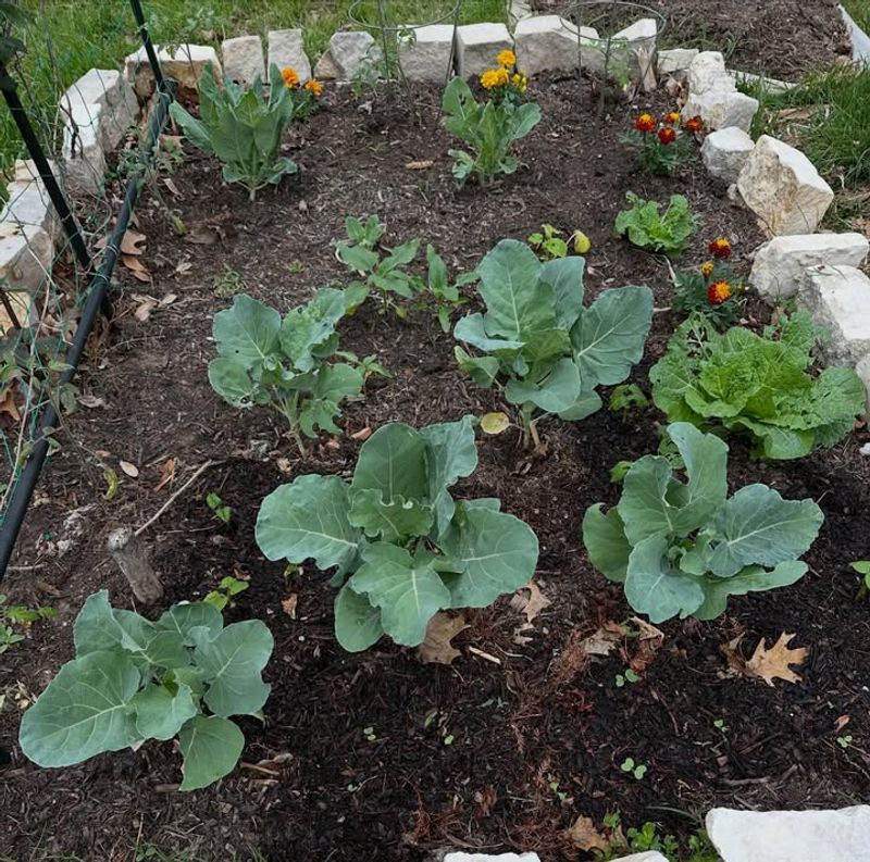 What Texas Gardeners Should Stop Planting By May