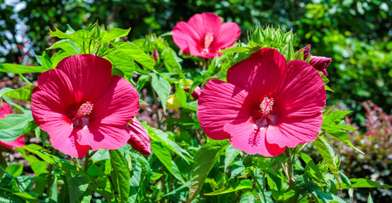 What Texas Hibiscus Need In May To Keep Blooming Through September