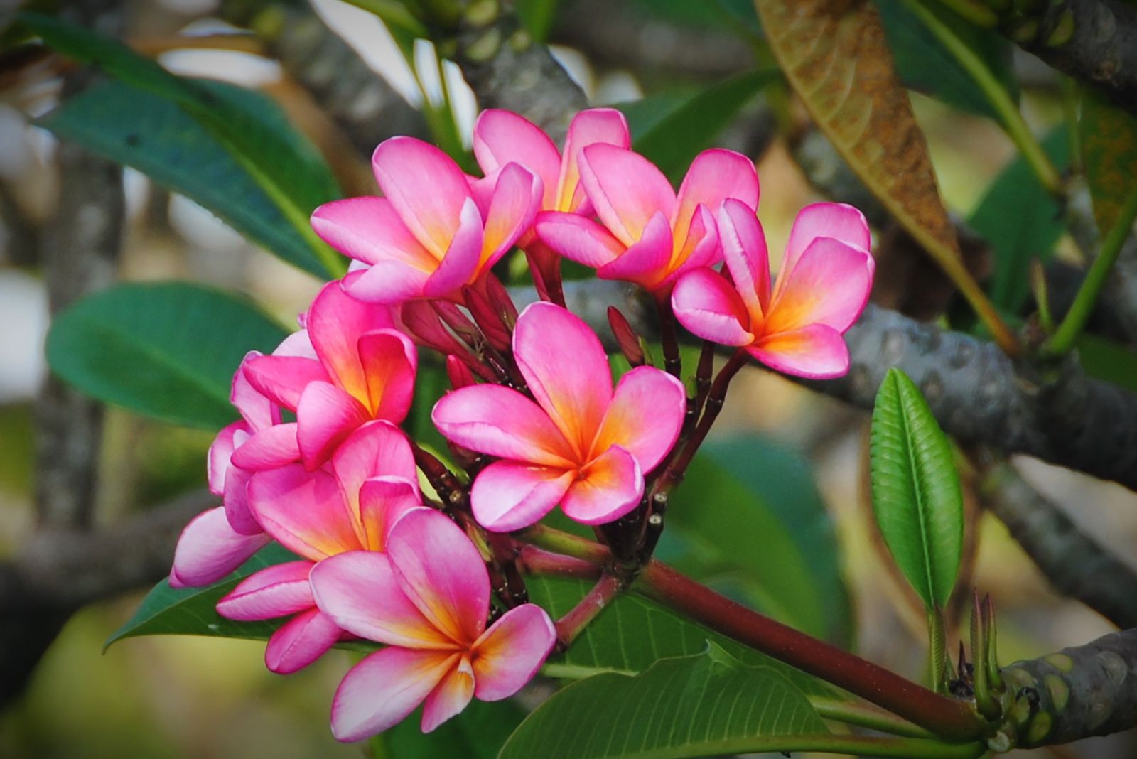 plumeria