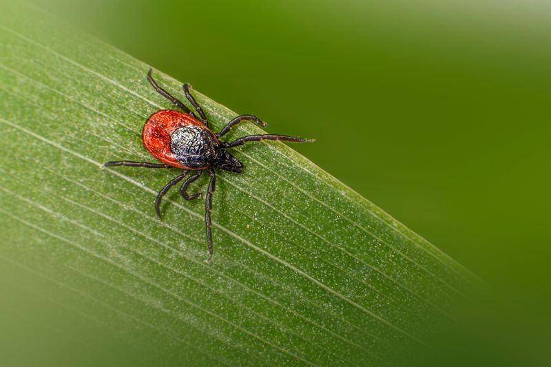 What The Research Actually Says About Lawn Height And Tick Risk