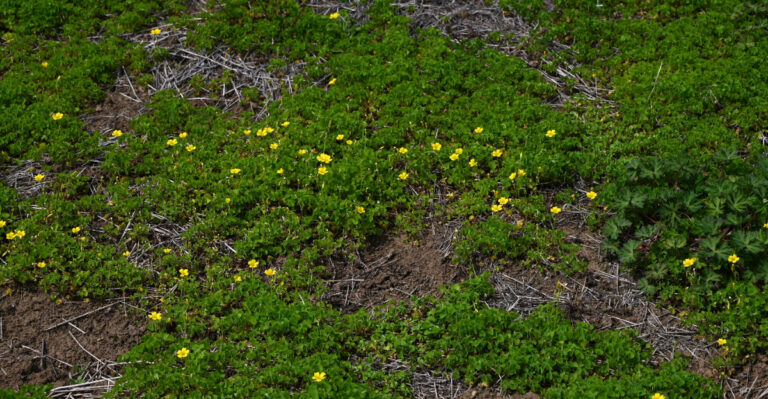 yellow flower groundcover