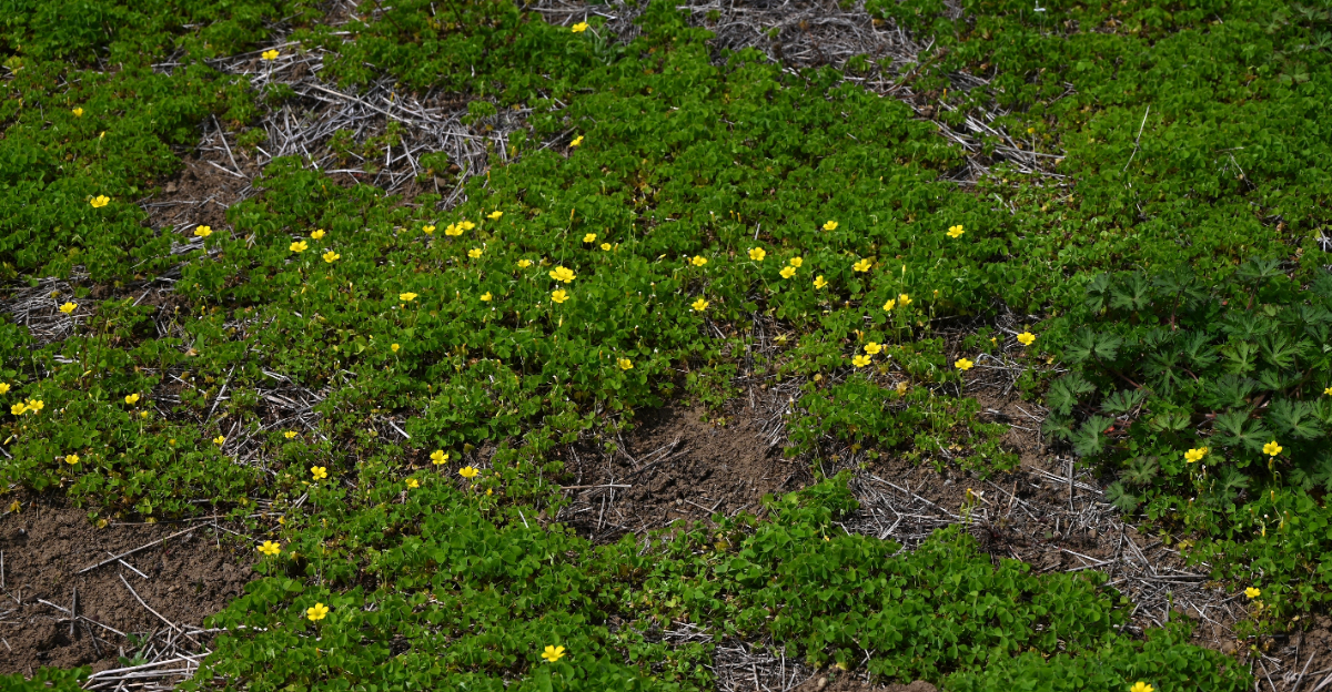 yellow flower groundcover