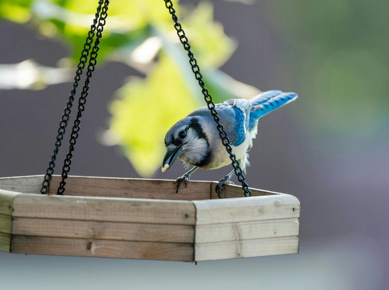 What They Eat And How To Attract Them What They Eat And How To Attract Them