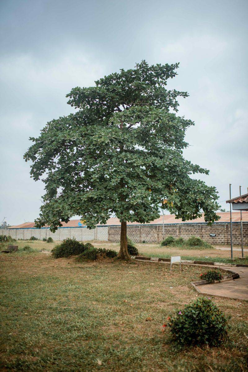 What To Do Before Cutting Any Tree