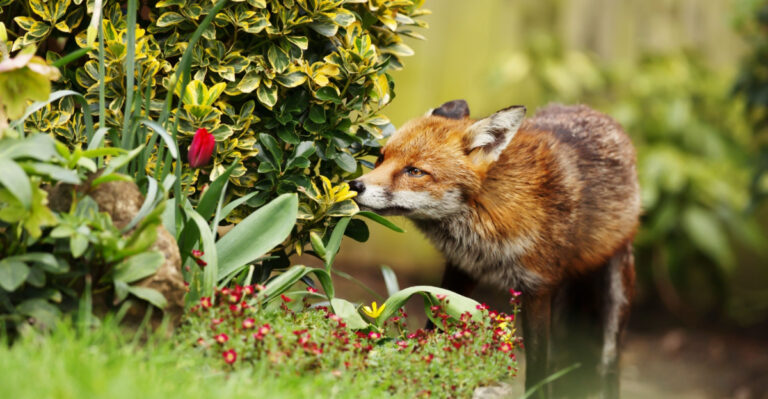 What To Do If A Fox Appears In Your Georgia Yard And Mistakes To Avoid
