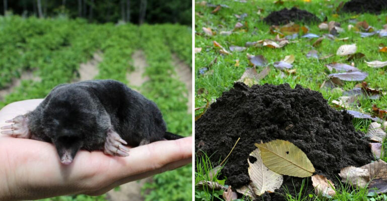 What To Do If Moles Keep Coming Back To Your Georgia Yard No Matter What You Try