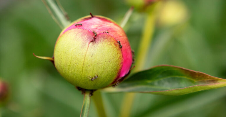 peony (featured image)